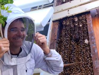 Bijen bouwen joekel van nest in muur woning