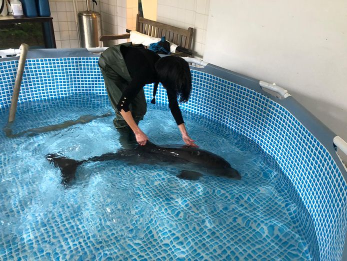 Recent spoelde er in ons land in Koksijde nog eens een bruinvis aan. Het dier werd verzorgd in het Boudewijn Seapark in Brugge, maar overleed vorige week.