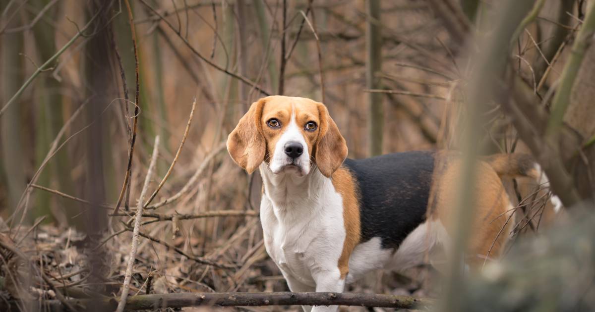 I cani rilasciano pesticidi vietati nell’ambiente: “È preoccupante” |  gli animali