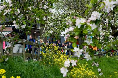 Bloesemtocht boekt nieuw record: 32.860 wandelaars
