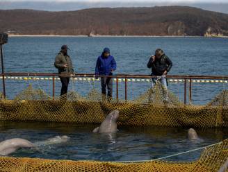 Rusland onder vuur voor “dumping” van walvissen uit “walvisgevangenis”
