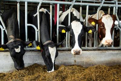 Vrees voor vlucht Brabantse boeren naar Gelderland