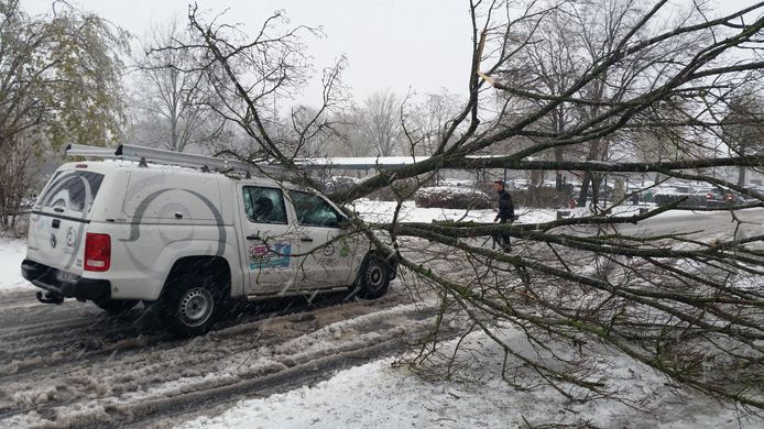 Een boom bezwijkt onder de sneeuw aan het AZ Sint-Jan in Brugge en belandt op een wagen.
