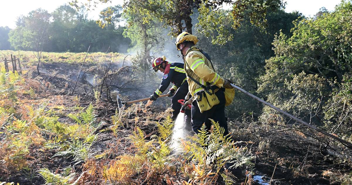 I vigili del fuoco fiamminghi iniziano una formazione aggiuntiva sugli incendi boschivi: 30 ore di formazione aggiuntiva per ogni vigile del fuoco |  interno