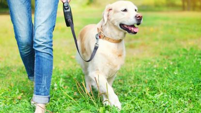 Honden verlengen levensduur van hun baasje én bieden onvoorwaardelijke levenslust