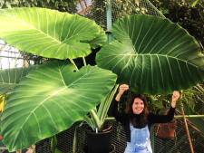 Suzanne werd gegrepen door het groene virus: ‘Planten hebben verbindende kwaliteiten’