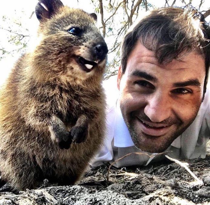 Roger Federer neemt een selfie met een quokka in Australië.