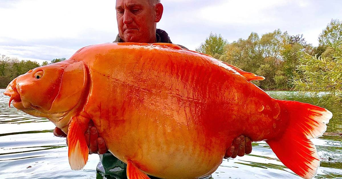 L'un des plus grands poissons rouges du monde pêché dans un lac ...