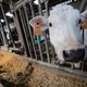 Snel groeiende zalm, kazige koeien en melkvarkens: superdieren komen eraan