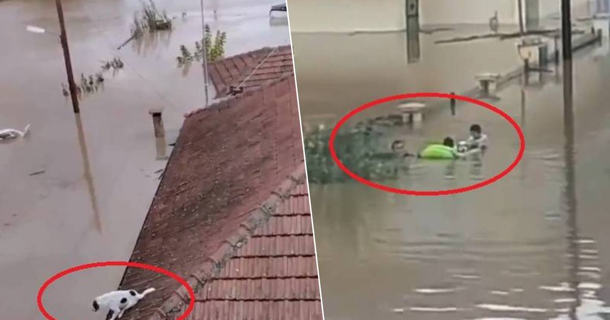 Piogge torrenziali, tra gli altri, fanno crollare le dighe in Grecia: persone e cani bloccati sui tetti, recuperato il quarto morto |  al di fuori