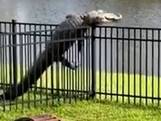 Vastberaden alligator klautert over hek in Verenigde Staten