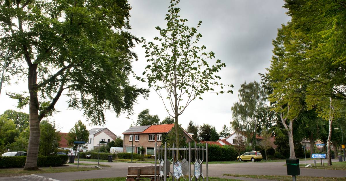 'Lindeboom? Wij willen de beuk terug!' Leersum verzet zich tegen 'nieuwe' boom na verwoestende valwi