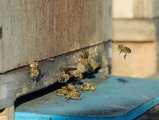 Bijen zijn al in de weer, maar vinden amper nectar