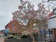 Magnolia boom aan de Sartrezijde