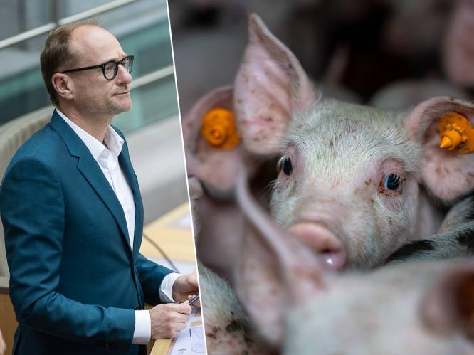 Dierenminister Weyts (N-VA) staat achter GAIA’s vraag om onverdoofde biggencastratie te verbieden