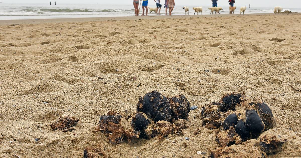 Overal paardenpoep op ‘Knollenstrand’ Nieuwvliet; ‘als je een ruiter aanspreekt, krijg je een middel