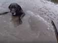 De geweldige redding van labrador Hardy, die vastzat in bevroren rivier