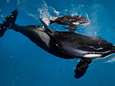 Babyorka overleden in SeaWorld 