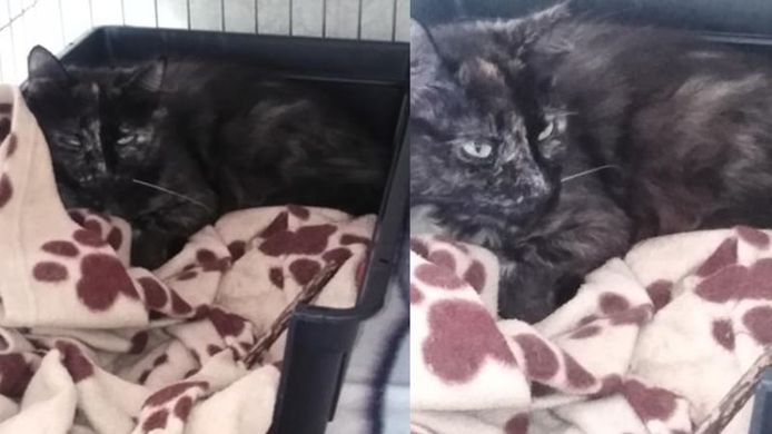 De als vermist opgegeven poes Zina uit Rotterdam heeft er een tocht van 100 kilometer op zitten.