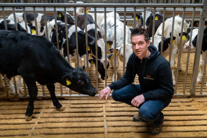 Joris van der Doelen tussen de kalveren op zijn bedrijf in Vinkel.