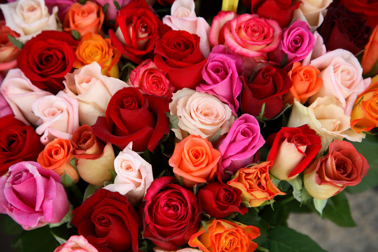 Woud activering Lucht Rood, roze of oranje: wat betekent de kleur van een roos? | Libelle