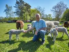 Angst, schrik en verbazing in Vorden en Ruurlo: wolf lijkt lammeren en schapen te hebben gedood