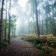 Onderzoek toont aan dat planten locaties onthullen van dode lichamen in bossen