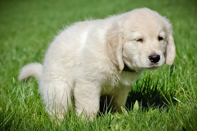Een retriever-pup. Het gaat vermoedelijk om dit ras bij de gedumpte hondjes.