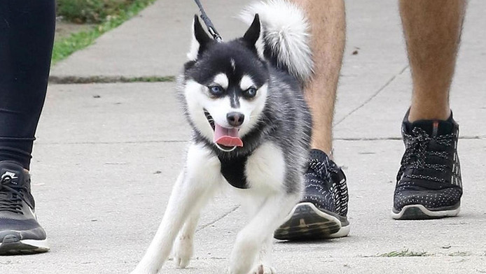 Il Tue Le Chien De Son Voisin Et Linvite à Manger Son