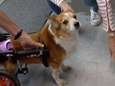 VIDEO. Al 90 jaar, maar gepassioneerde WOII-veteraan doet er nog alles aan om honden weer te laten lopen