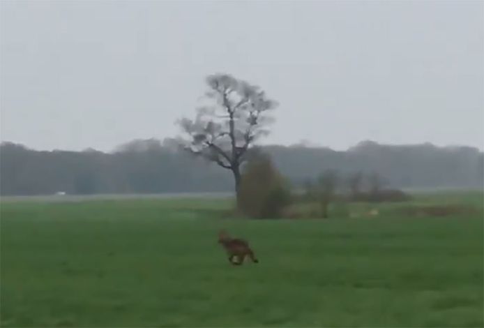 Een landbouwer filmde op 14 april een wolf in de omgeving van de Friese plaatsen Langedijke  en Appelscha.