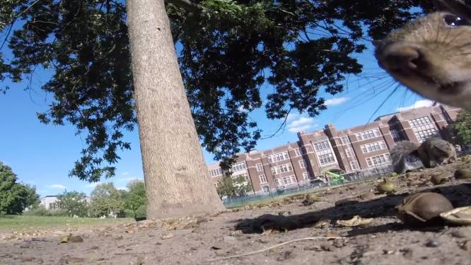 Eekhoorn steelt GoPro en neemt ons mee op fascinerende tocht in bladerdek