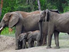 Kijk: jonge olifantjes verkennen nieuwe Olifantenvallei in Beekse Bergen