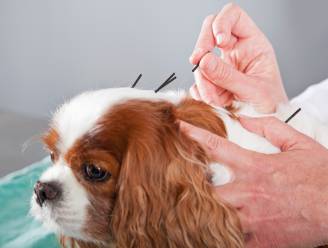 Probeerde jij al acupunctuur of bachbloesems voor je hond? Dit zijn de meest voorkomende alternatieve therapieën voor huisdieren
