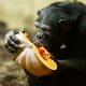 'Zijn typische chimpanseegeur dringt diep mijn neus binnen'