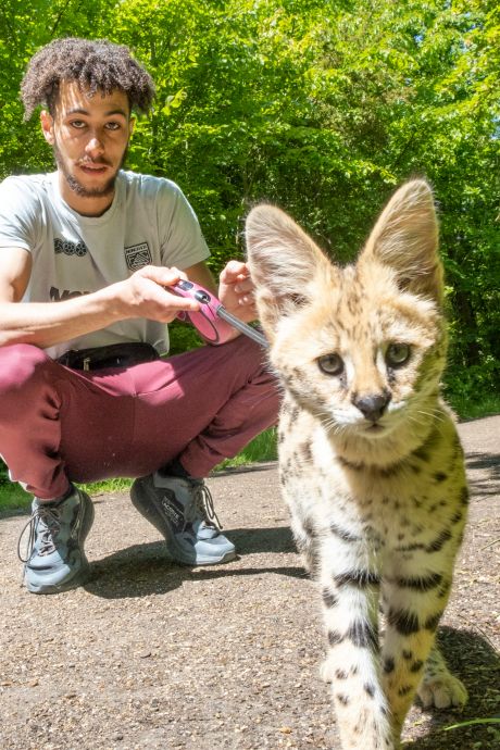 Geneyro uit Vlissingen heeft een serval als huisdier: ‘De gordijnen heb ik maar kortgeknipt’