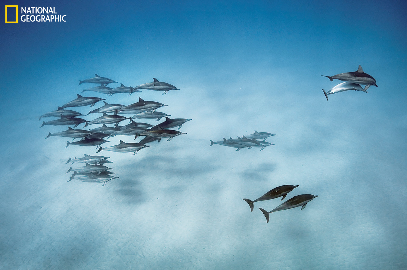Spinner Dolphins (Stenella longirostris) in the waters off Oahu, Hawaii. These dolphins forage at night in the deep water offshore, then come into shallow bays in the early morning to socialize and rest. This species of dolphin is known for their spinning behavior, where they leap out of the water, spinning and turning. Although researchers are not certain why they do this, a leading theory is to dislodge remoras and for communication.