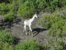 Laatste witte giraffe ter wereld krijgt bescherming tegen stropers
