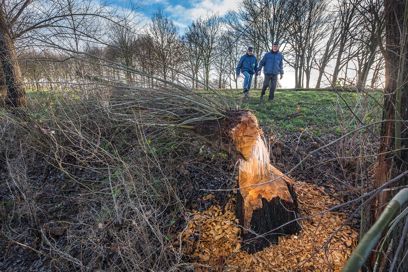 Bewijs geleverd, de bevers zijn terug | Foto | AD.nl