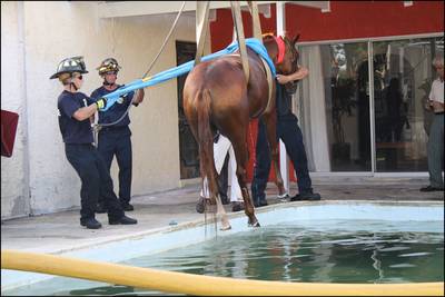 Brandweer redt paard dat in zwembad aan woning sukkelde