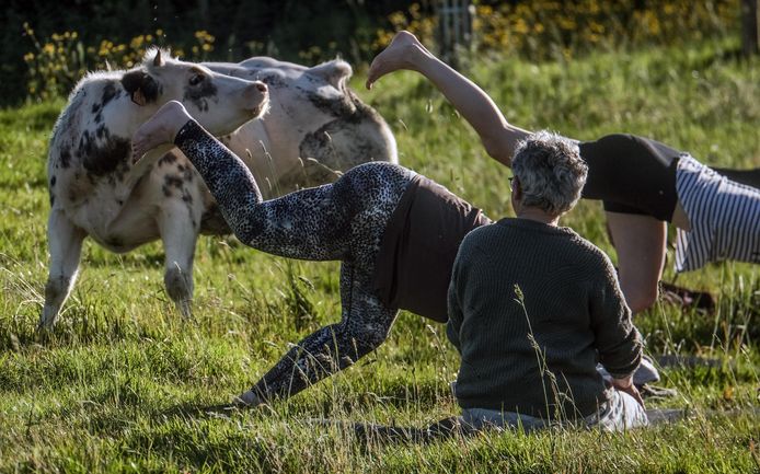 Yoga in de weide.