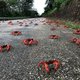 Een octopus, krab of kreeft voelt verdriet: Britse regering past dierenwelzijnswet aan