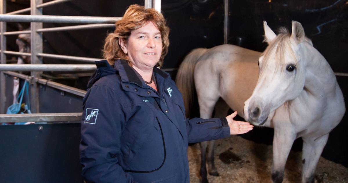 European Horse Services bouwt 100 nieuwe stallen Zuienkerke hln.be