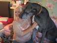 ‘s Werelds grootste hond Freddy (8) overleden