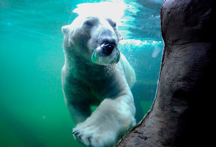 IJsbeer Bill voelt zich, in de dierentuin van het Duitse Gelsenkirchen, als een vis in het water. Zeker nu de temperaturen onder nul zijn gedaald is hij in zijn element. Foto Roland Weihrauch