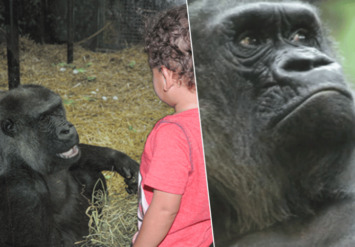 Helen, de tweede oudste gorilla ter wereld, is overleden.