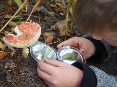 Paddenstoelen bewonderen in Heeze