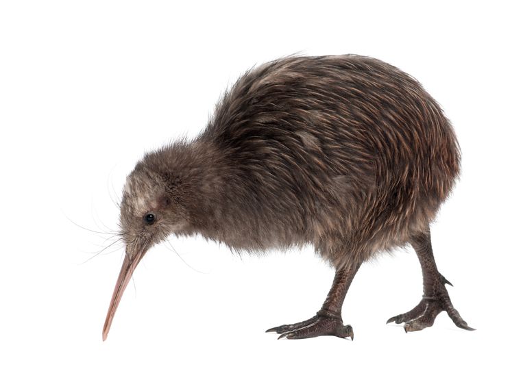 A five month old North Island kiwi.  Getty Images