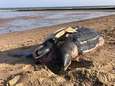 Schildpad van bijna 1,80 meter aangespoeld op strand van Knokke: “Al zeker 23 jaar geleden dat dit nog eens is gebeurd”