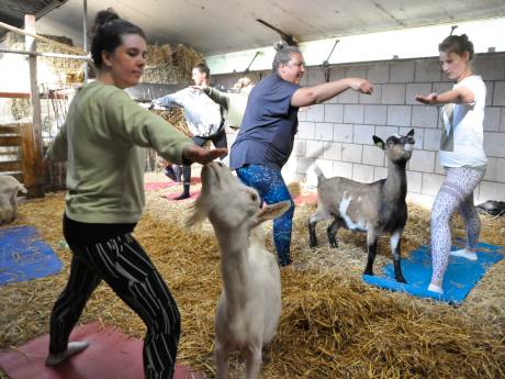 Zelfs Bas Smit doet het: met je matje in het stro en een geit likkend aan je oor yoga doen